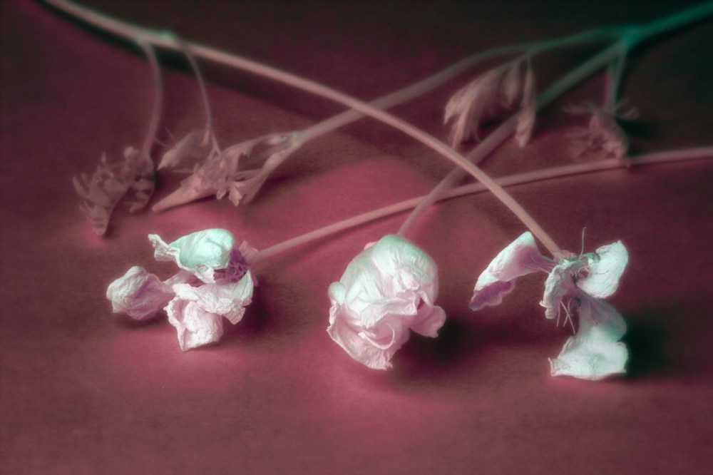 IMG_1691_DPP_CaliforniaPoppy-Edit