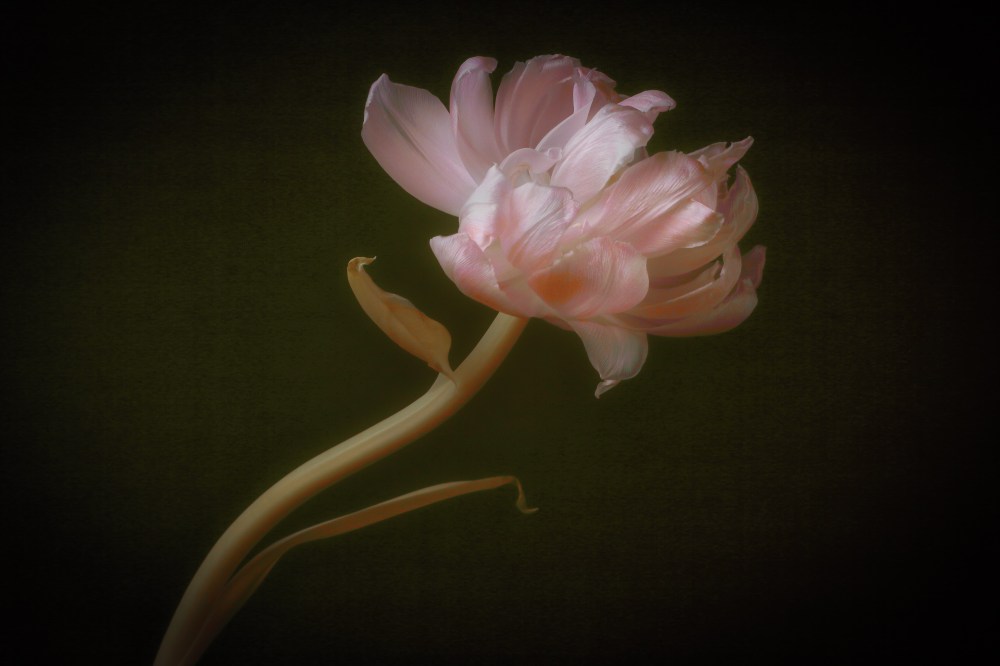 IMG_1380_DPP_TulipLuminar